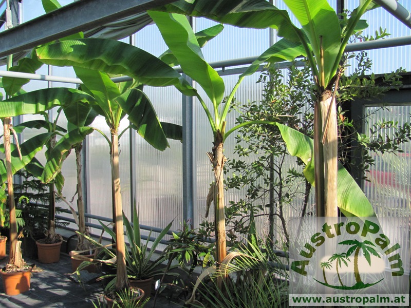 Musa basjoo Winterharte Banane 200cm Musa basjoo Winterharte